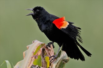 Red-winged blackbird (agelaius phoeniceus)
