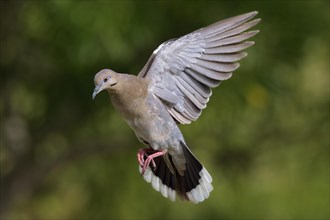 White-winged dove (zenaida asiatica)