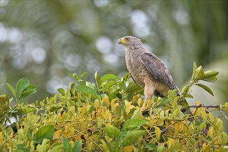 Perched Roadside hawk (rupornis magnirostris)