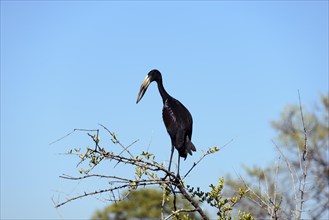 African openbill (Anastomus lamelligerus) perched on a dry acacia branch