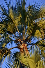 Makalani palm tree (Hyphaene benguellensis) with nuts in Nata