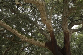 Cork oak (Quercus suber)