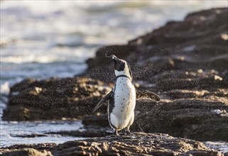 African penguin (Speniscus demersus) shaking water from feathers
