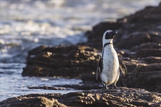 African penguin (Speniscus demersus) shaking water from feathers