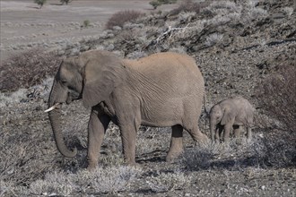 African bush elephants (Loxodonta africana)