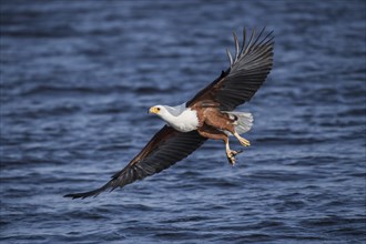 African fish eagle (Haliaeetus vocifer) flying with fish over water