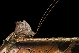 Katydid or bush cricket (Tettigoniidae) mimicking withered leaf
