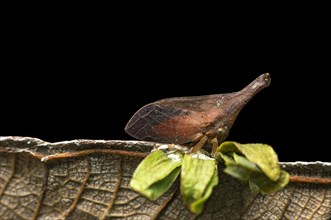 Treehopper (Aconophorini Tribus) Membracidae