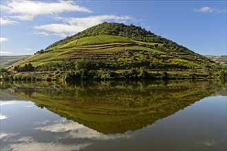 Vineyard reflected in the river Douro near Pinhao