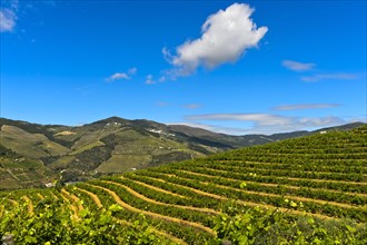 Vineyard terraces in the wine region Alto Douro