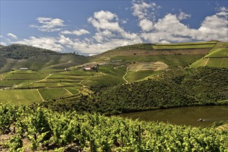 Vineyards in the port wine region Alto Douro
