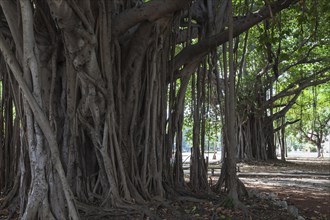 Indian banyan tree (Ficus benghalensis) roots