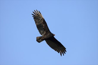 Turkey vulture (Cathartes aura) on the fly
