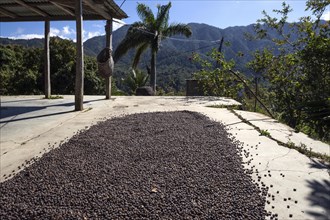 Coffee beans drying outside