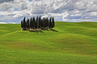 Group of Cypresses in cornfield
