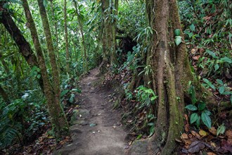 Hiking trail through tropical vegetation in the rainforest