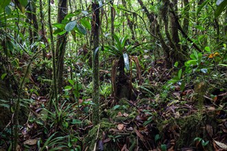 Tropical vegetation in the rainforest