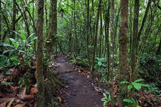 Hiking trail through tropical vegetation in the rainforest