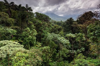 Dense vegetation in tropical rainforest