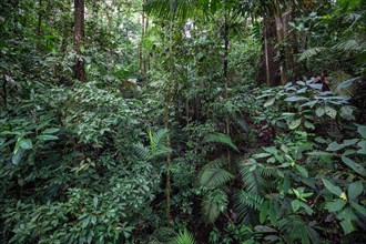 Vegetation in tropical rainforest