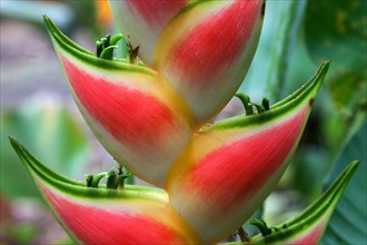 Rainbow-Heliconia (Heliconia wagneriana)