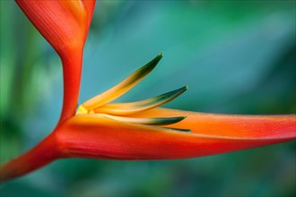 Heliconia (Heliconia psittacorum x spathocircinata)