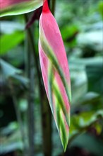 Heliconia (Heliconia chartacea)
