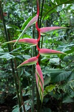 Heliconia (Heliconia chartacea)