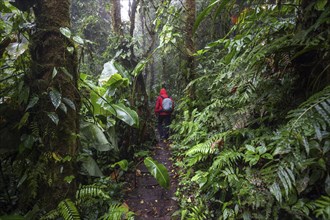 Hikers on a hiking trail through dense vegetation in cloud forest