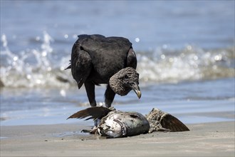 Black Vulture (Coragyps atratus) eats dead washed up fish on the beach