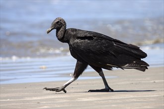 Black Vulture (Coragyps atratus) strides on the beach