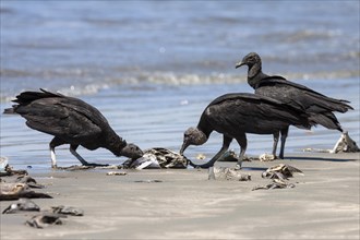 Black Vultures (Coragyps atratus) eat washed up dead fish on the beach