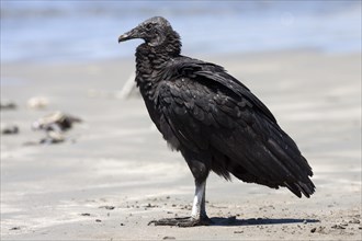 Black Vulture (Coragyps atratus) on the beach