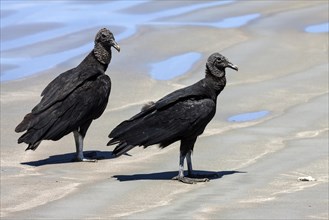 Two Black Vultures (Coragyps atratus) on the beach