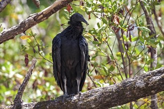 Black Vulture (Coragyps atratus) sits on branch