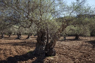 Olive plantation