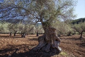 Olive plantation