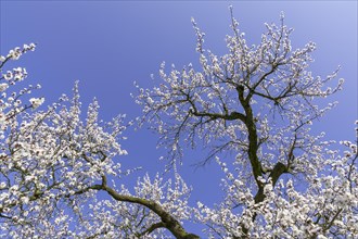 Apricot trees (Prunus armeniaca) in full bloom