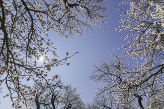 Apricot trees (Prunus armeniaca) in full bloom