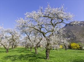 Apricot trees (Prunus armeniaca) in full bloom