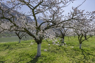 Apricot trees (Prunus armeniaca) in full bloom