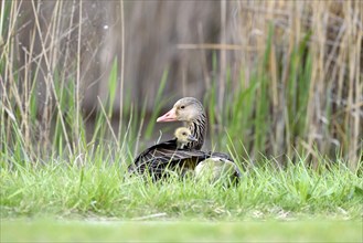 Greylag Goose chick (Anser anser) looks out of plumage of dam