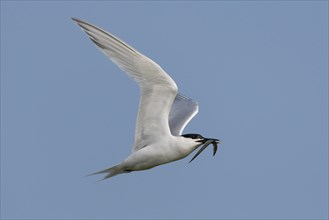 Sandwich Tern (Thalasseus sandvicensis) in flight