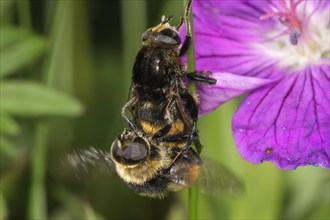 Bumblebee Hoverflies (Volucella bombylans)