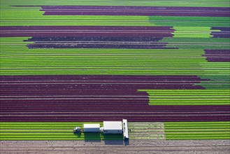 Harvester on lettuce field