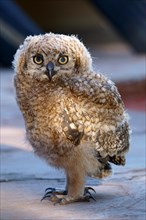 Cape Eagle-Owl (Bubo capensis)