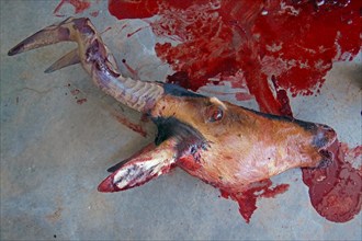 Bloody head of a slaughtered hartebeest