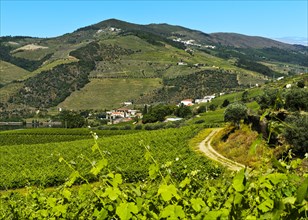 Vineyards in the wine region Alto Douro