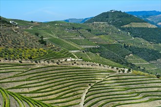 Vineyard in the port wine region Alto Douro near Pinhao