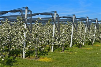 Intensively managed apple tree plantation in low trunk culture during flowering